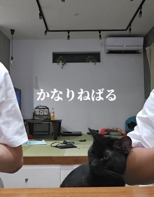凝視する猫