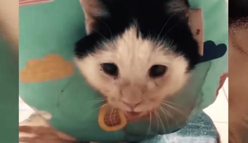 エリザベスカラーをつけた猫