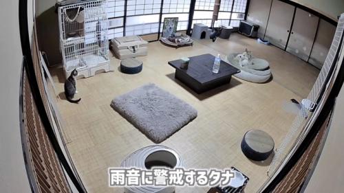 「雨音に...」のテロップ写真