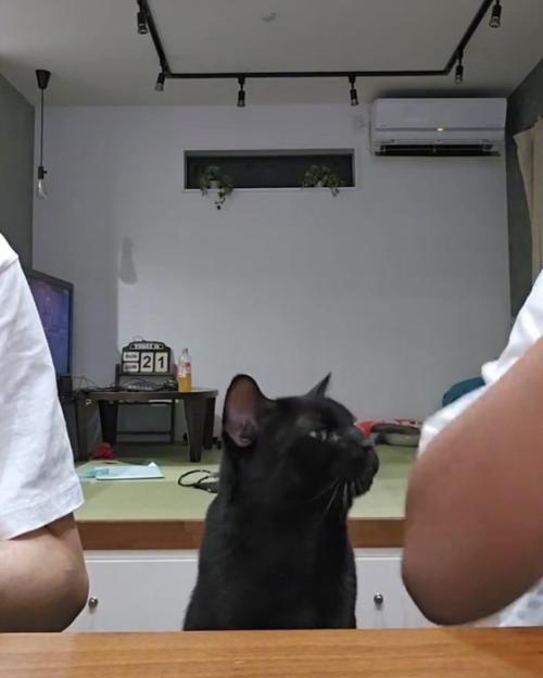 斜め上を見つめる猫