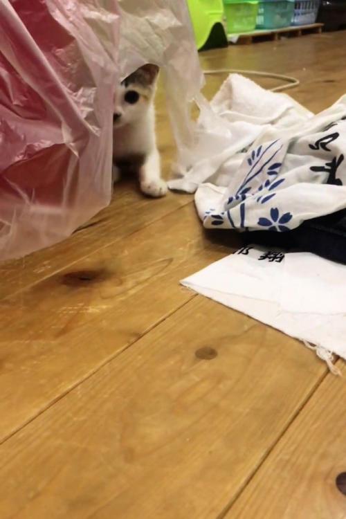 すきまから見ている猫