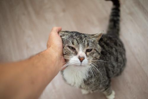 なでられる高齢猫