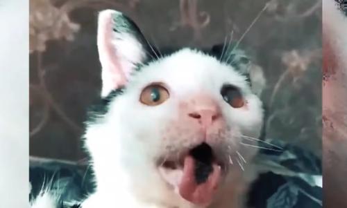 舌を出した猫の顔アップ