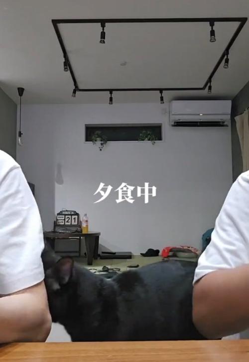突撃する猫