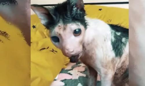 黄色の背景に鼻がない猫