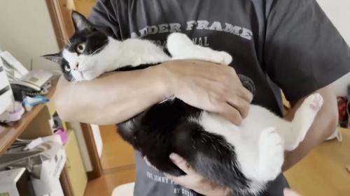 左上を見る猫ちゃん