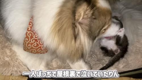 「一人ぼっちで...」のテロップ写真