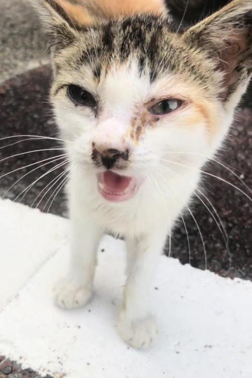 鳴いている猫