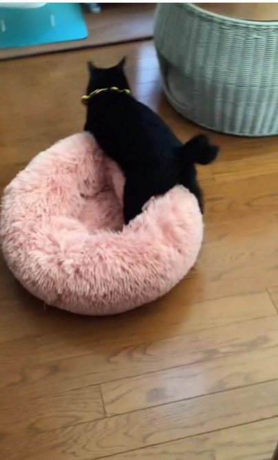 ベッドを運んでいる猫