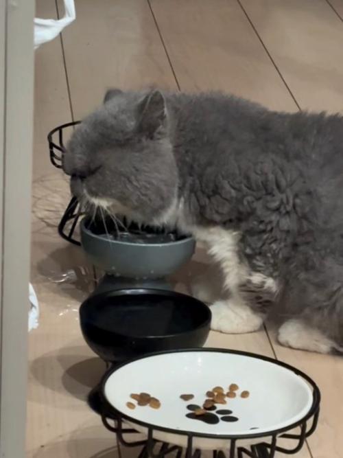 水をこぼしながら飲む猫