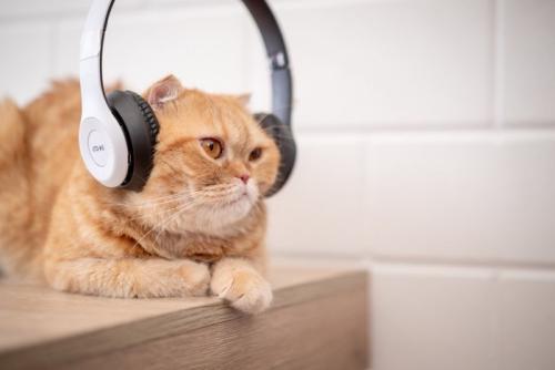ヘッドホンを付けて1点を見つめる猫
