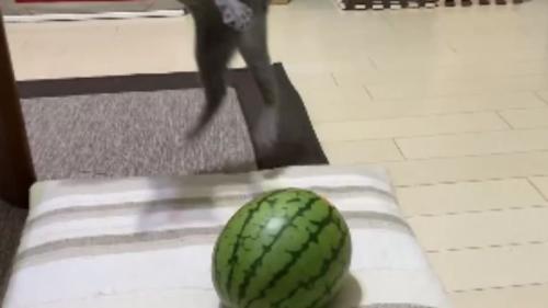 猫とスイカ