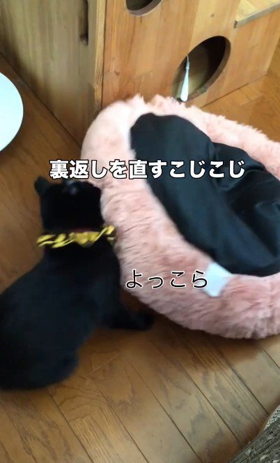 ベッドをくわえている猫
