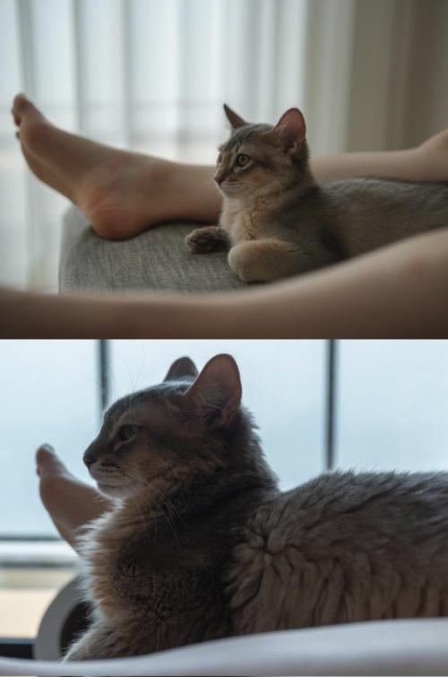飼い主の足の間でくつろぐ猫の比較写真