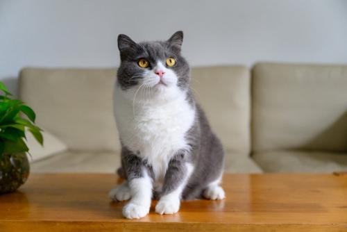 テーブルの上にいる猫