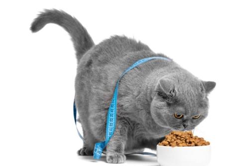食事中の豊満ボディな猫