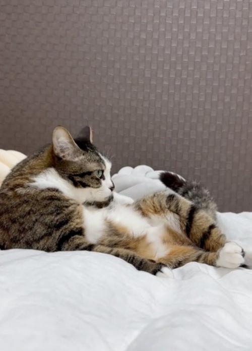 動きが止まる猫