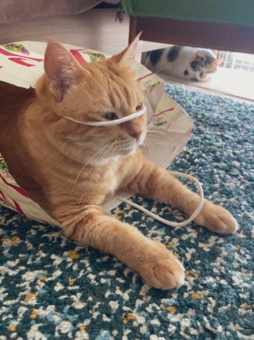 紐を顔にかける猫(横顔)