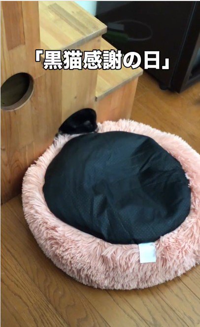 ベッドの匂いを嗅いでいる猫