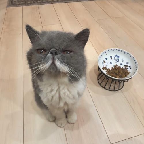 おすわりする猫