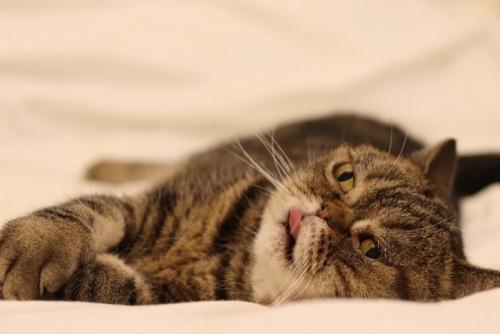 舌をしまい忘れる猫