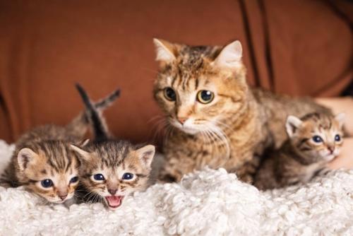 母猫と子猫たち