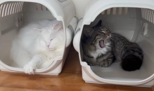 キャリーに入った2匹の猫
