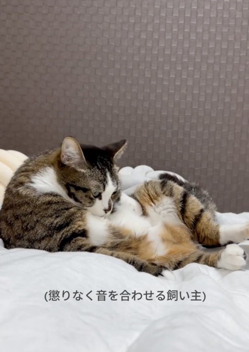 毛繕いへ