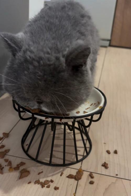 ごはんを食べる猫