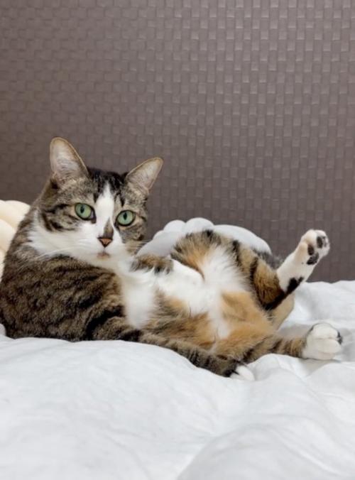驚いた表情の猫