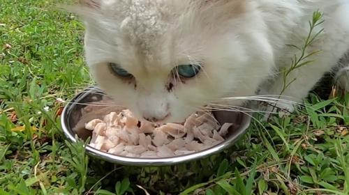 ご飯を食べる猫