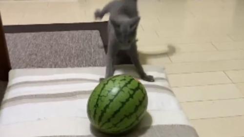 猫とスイカ