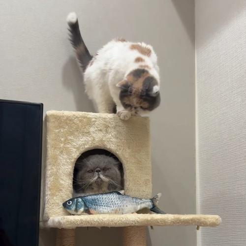 ハウスの中の猫と上に乗る猫