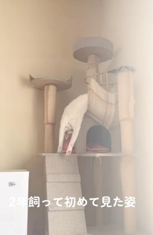逆さまにくつろぐ猫