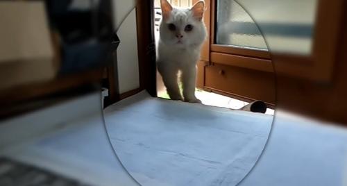 室内に足を踏み入れる猫