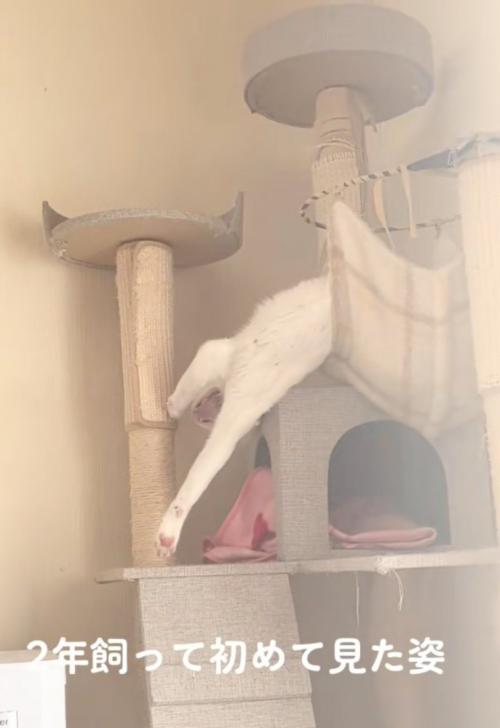 あくびする猫