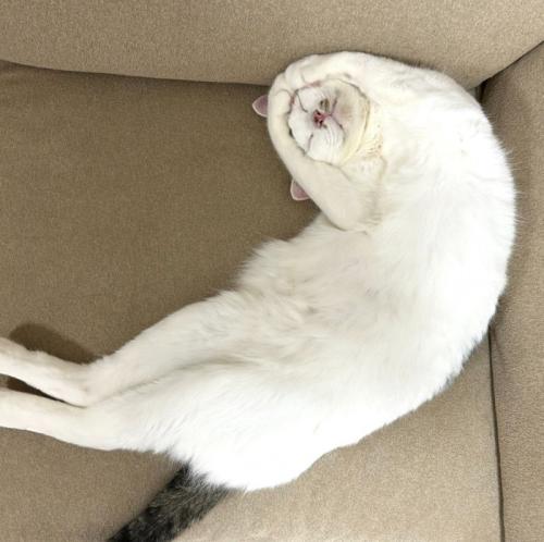 OKポーズで眠る猫