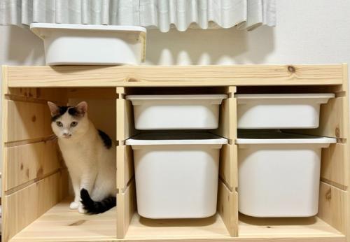 棚に入る猫