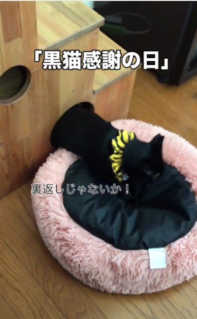 ベッドに乗っている猫