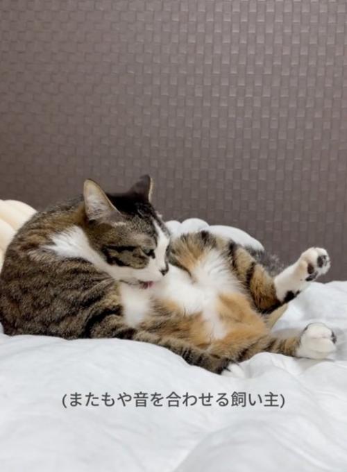 毛繕い再開