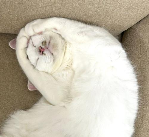 OKポーズで眠る猫（アップ）