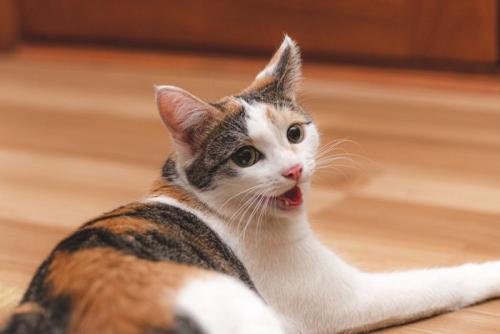 ハアハアしている猫