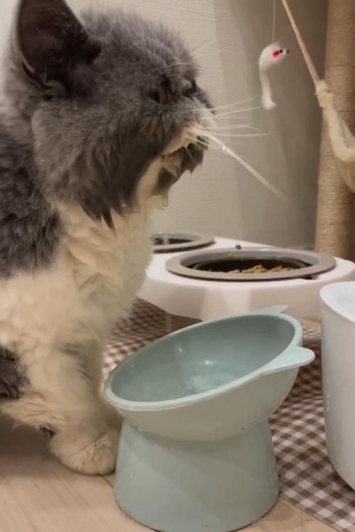 顔が濡れている猫