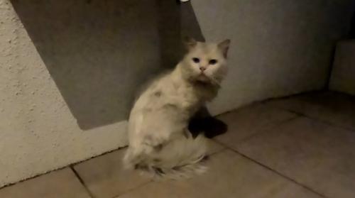 玄関先にいる猫