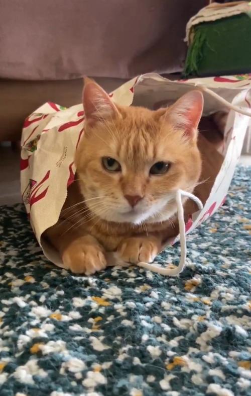 紙袋に入る猫