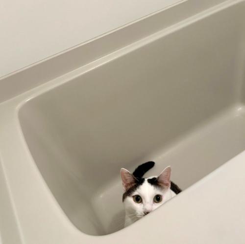 風呂から覗く猫