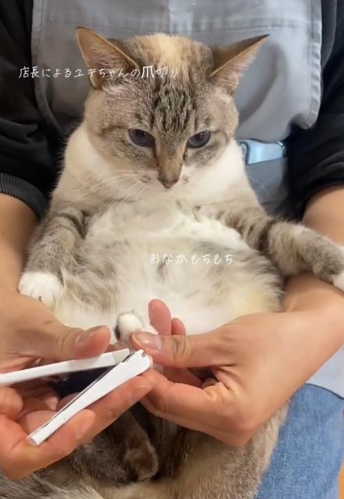 余裕そうな猫