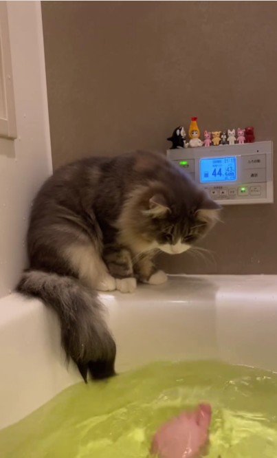 湯船の縁に座っている猫