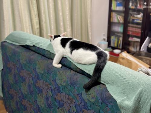 ソファの背もたれ上部に寝そべる猫の後姿