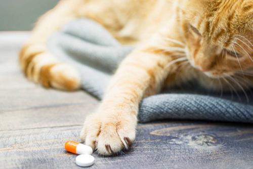 薬に手を伸ばす猫